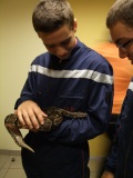 serpent1