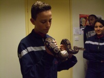 serpent11