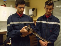 serpent7
